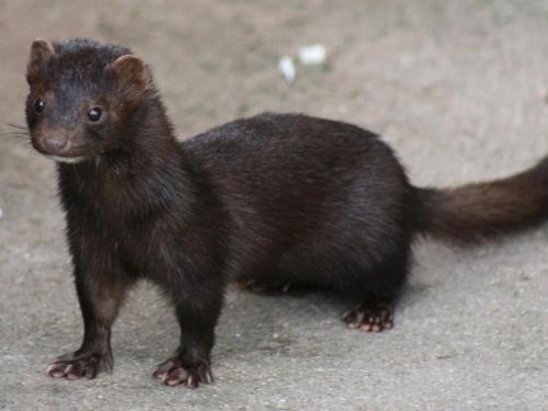 AmericanMink2