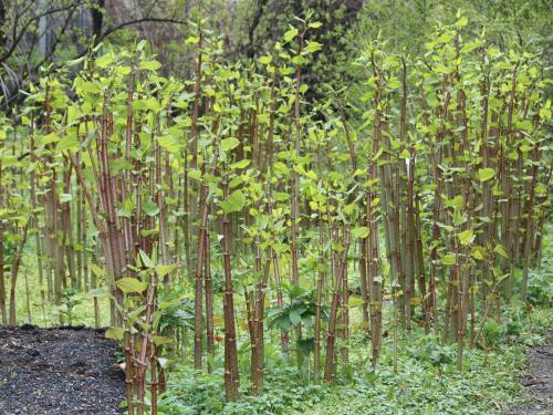 Fallopiajaponica JapaneseknotweedJapanintatarParkslideCIMG6997