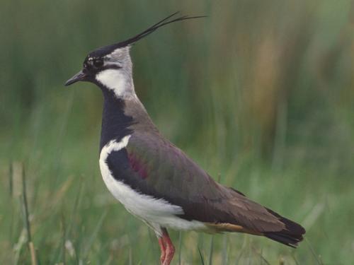lapwing